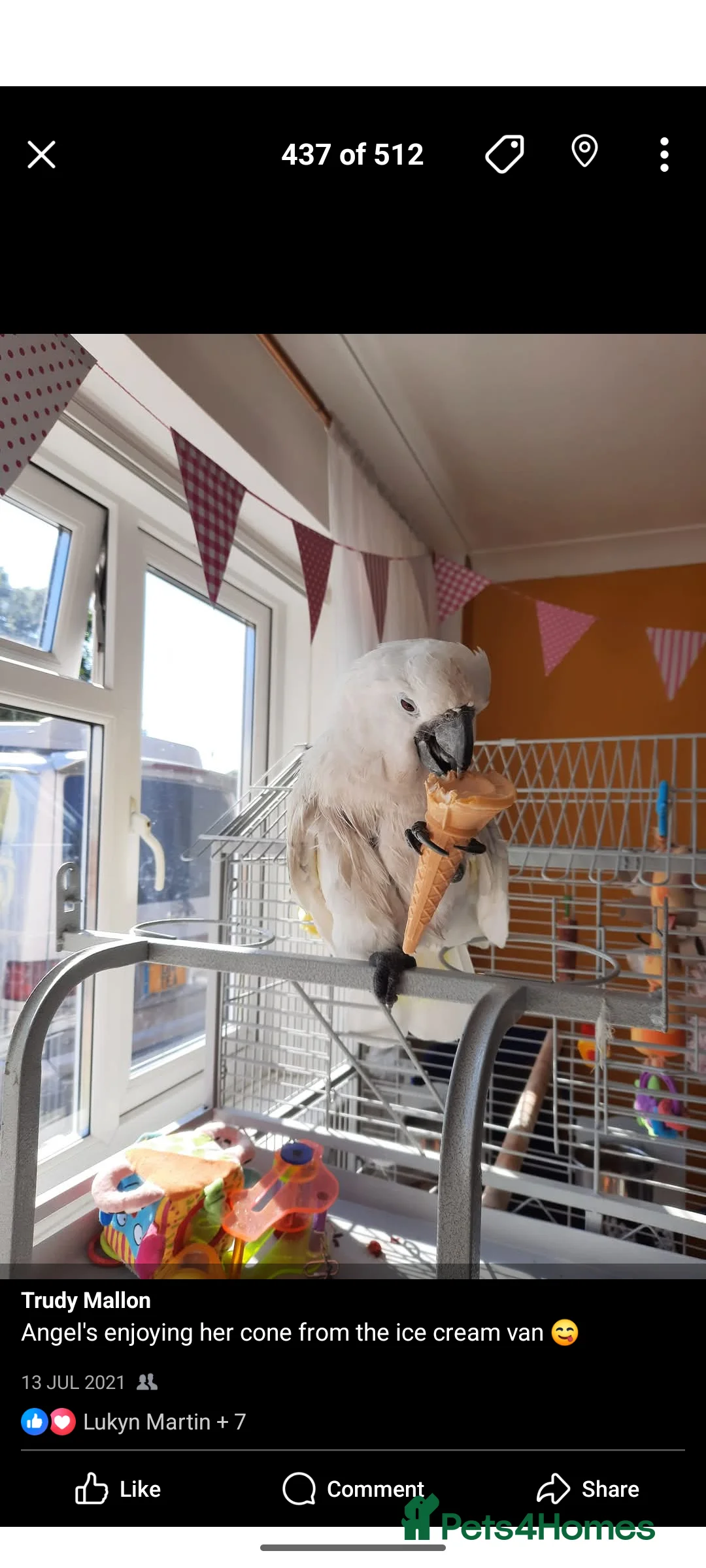 Cockatoo birds for sale: 14yo female umbrella cockatoo - Advert 4