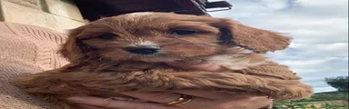 Cavapoo Puppy 6 Grey Collar