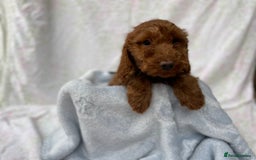 Cockapoo dogs for sale: F1 fox red cockapoos mixed littler new ad   - Image 2