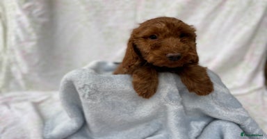 Cockapoo dogs - Advert 11