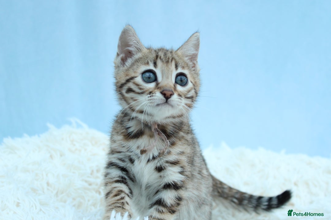 Bengal cats for sale: 🔥Stunning Bengal kittens Available🔥 - Image 22
