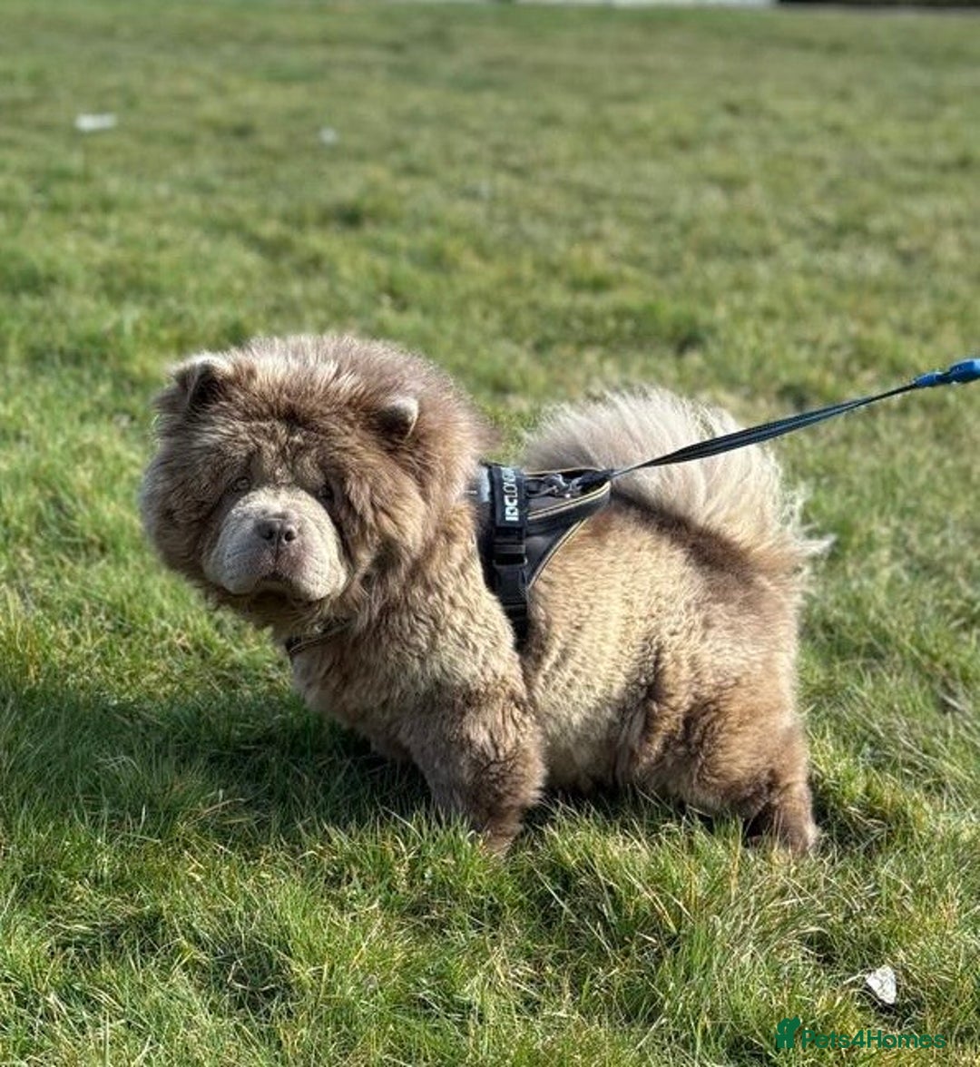 Chow Chow dogs for sale: Lesley Chow  - Advert 2