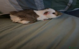 Guinea Pig rodents for sale: 2x Male Guinea Pigs  - Image 2