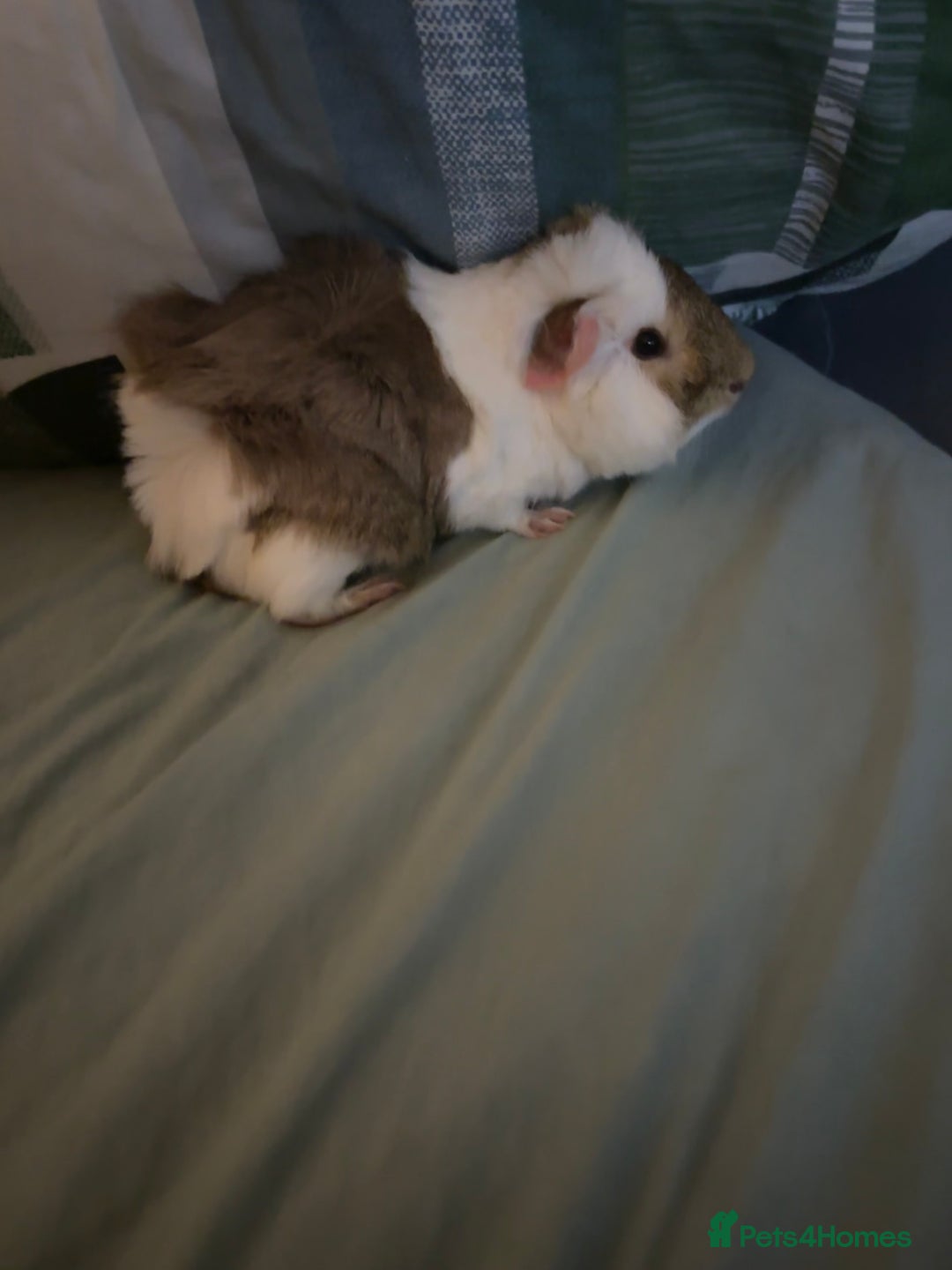 Guinea Pig rodents for sale: 2x Male Guinea Pigs  - Image 2