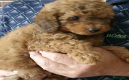 Toy Poodle dogs for sale: KC Toy Poodles, health tested, champion bloodline - Image 16