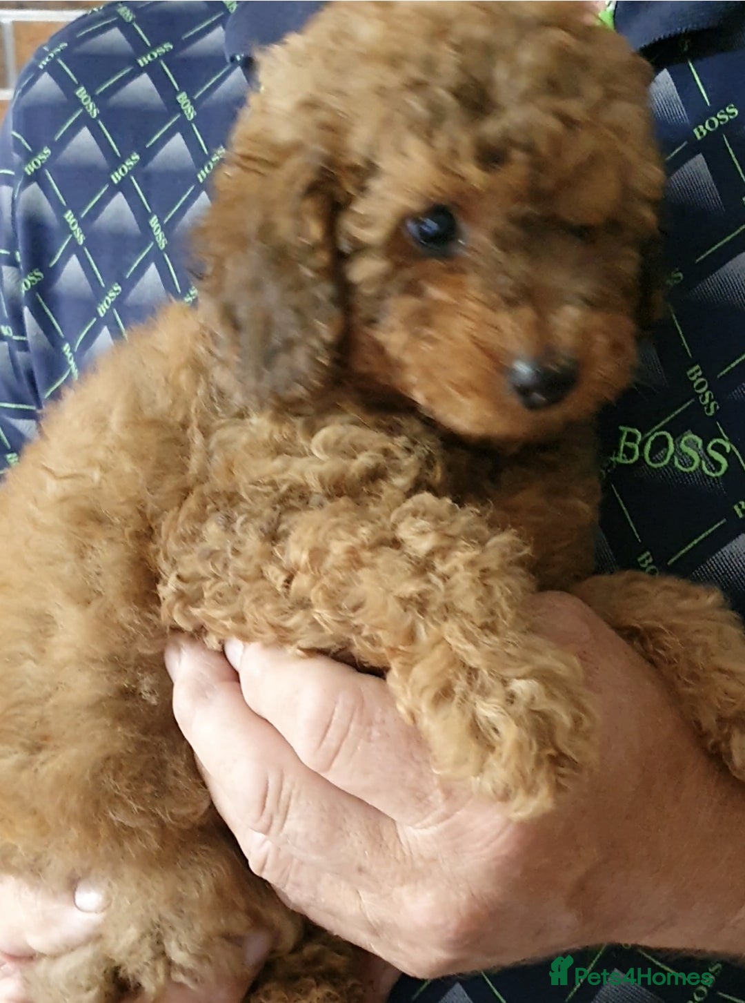 Toy Poodle dogs for sale: KC Toy Poodles, health tested, champion bloodline - Image 16