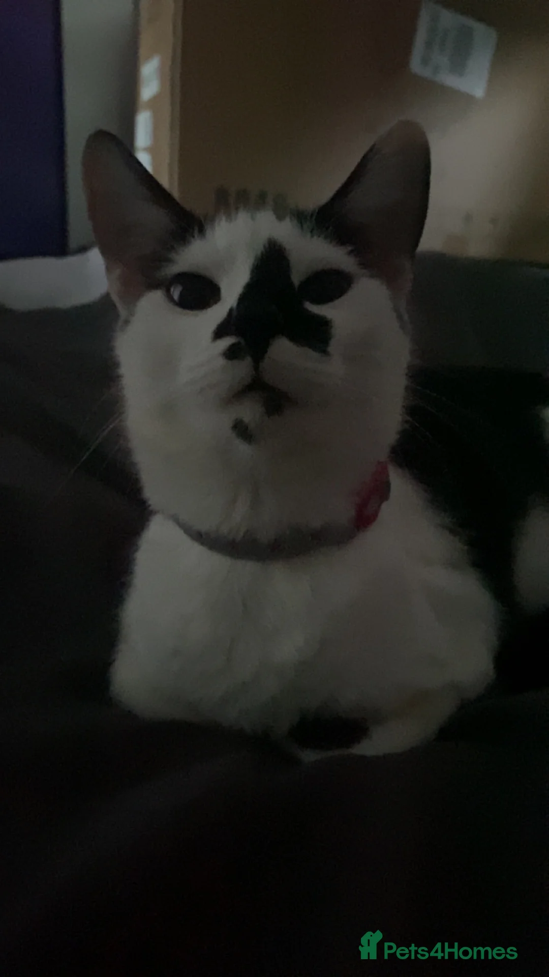Mixed Breed cats for sale: Cat looking for a new home  - Advert 2
