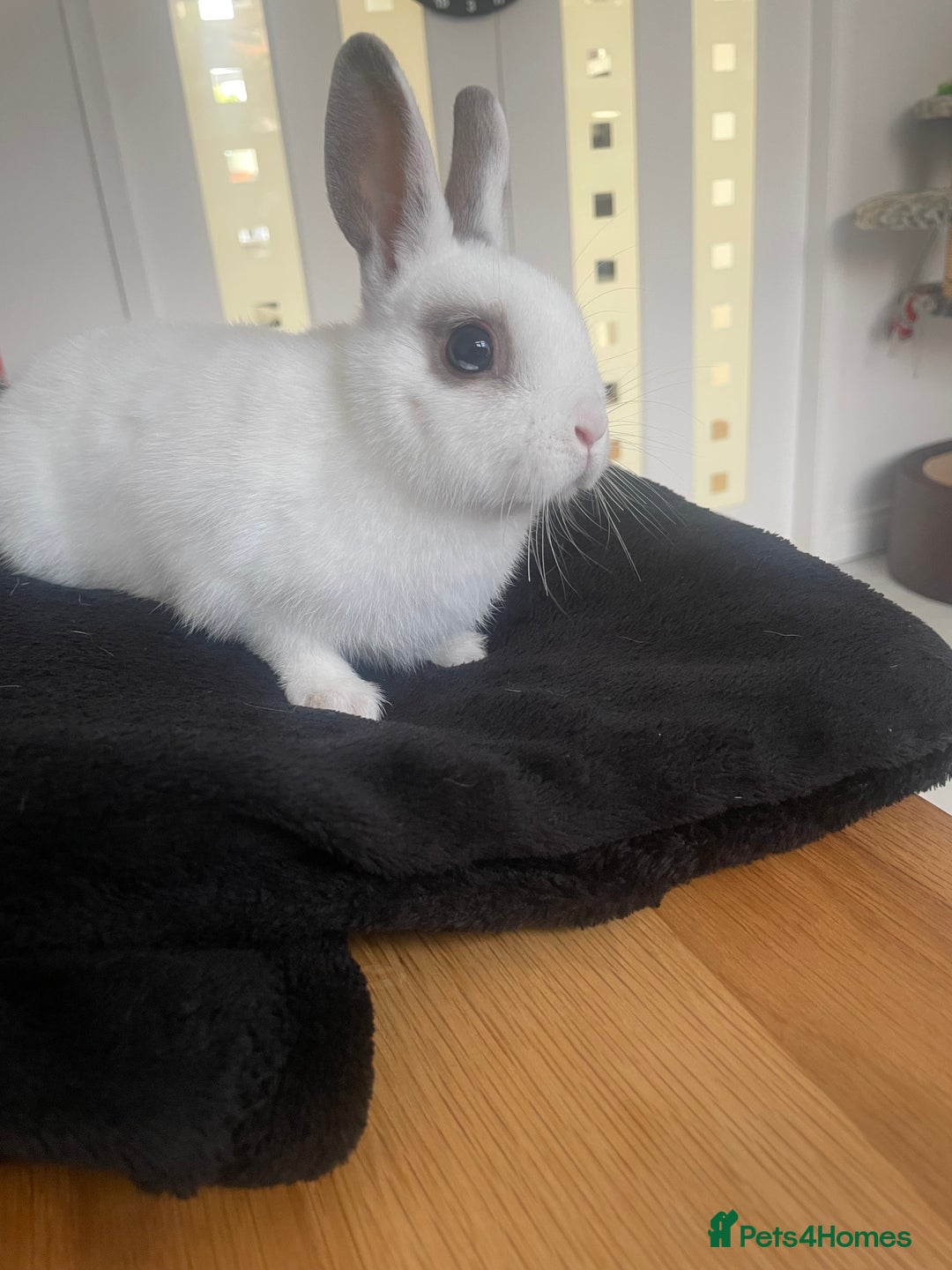 Netherland Dwarf rabbits for sale: Girl rabbits  - Image 3