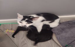 Domestic Shorthair cats for sale: Gorgeous black and white kittens - Image 3