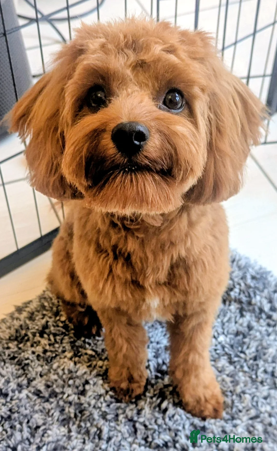 Cavapoo dogs for sale: Red F1 Cavapoo - Advert 1