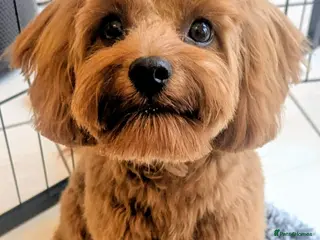 Cavapoo dogs Red F1 Cavapoo - Advert 1