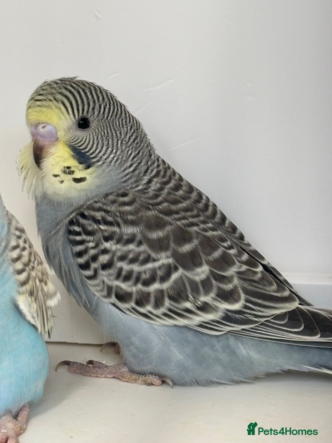 Budgerigars birds for sale: Baby Budgies - Advert 3