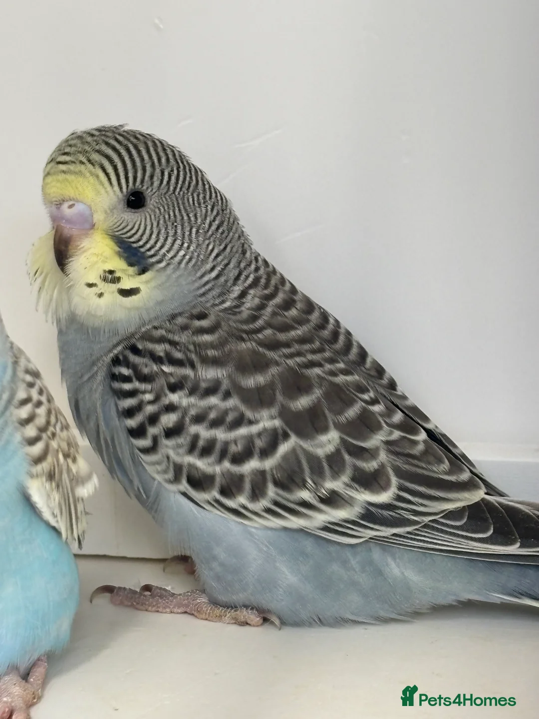 Budgerigars birds for sale: Baby Budgies - Advert 3