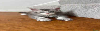 Maine Coon 1