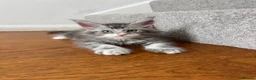 Maine Coon cats for sale: TICA Registered Maine Coon Kittens. Reserve please - Advert 16