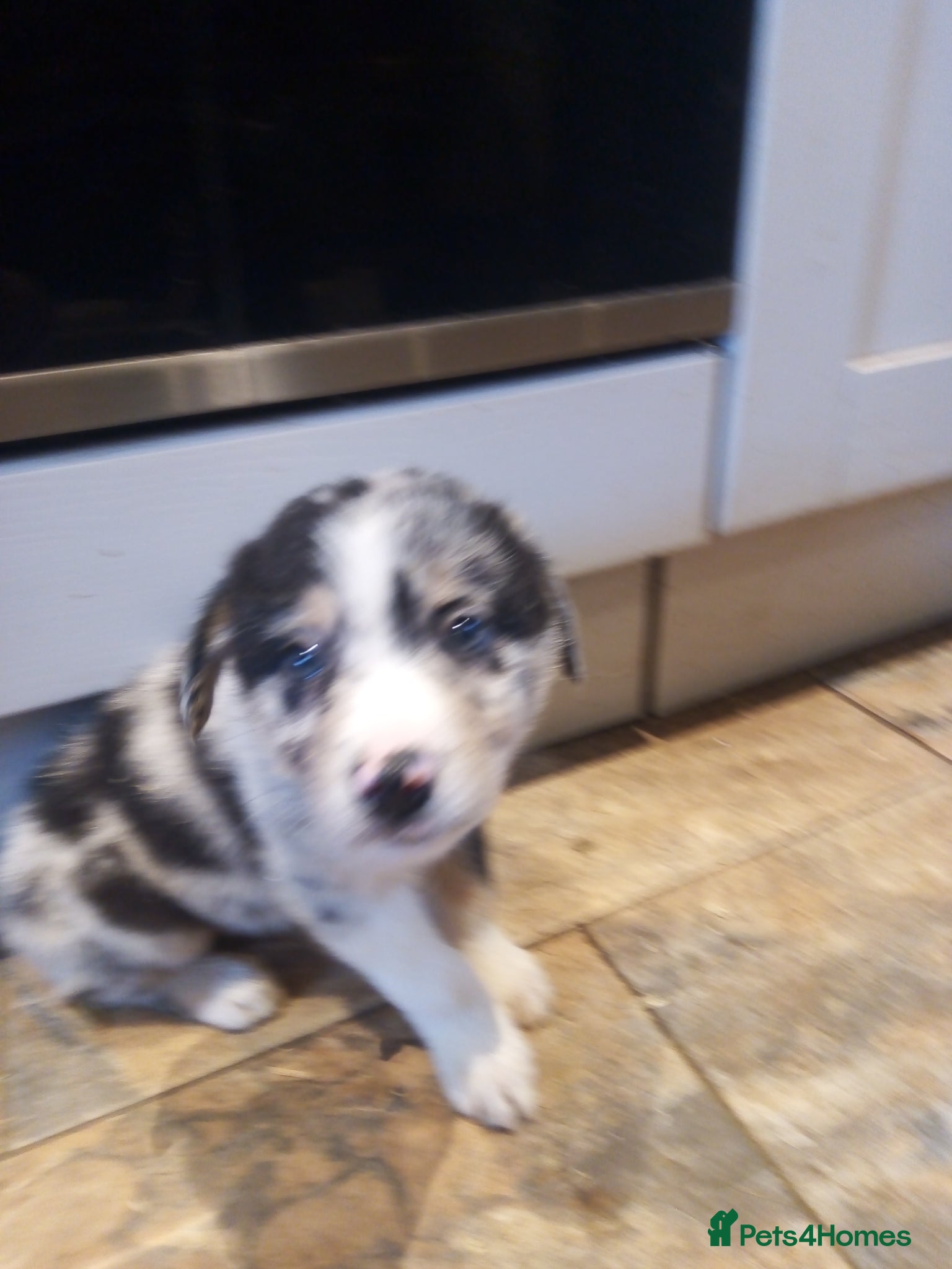 Mixed Breed dogs Blue Merle Bearded Border Collies - Advert 17