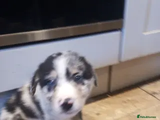 Mixed Breed dogs Blue Merle Bearded Border Collies - Advert 17