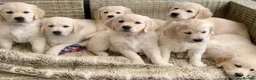 Golden Retriever dogs for sale: Exceptional Golden retriever litter - Advert 6