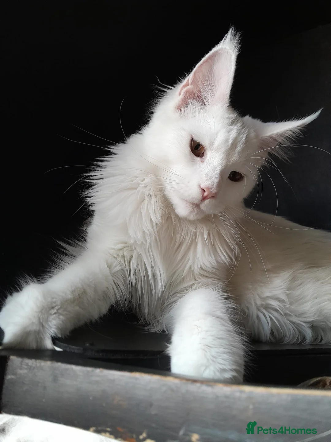 Maine Coon cats for sale: Solid white MaineCoon girl TICA - Advert 2