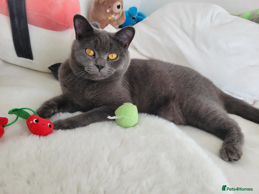 British Shorthair cats for sale: British shorthair kittens  - Advert 1