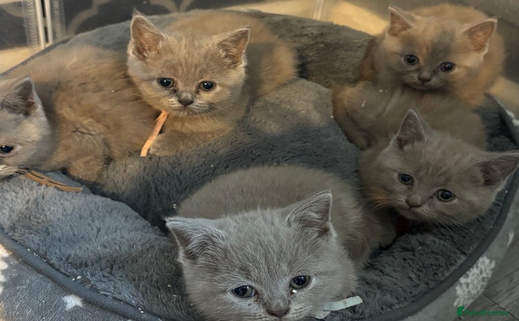British Shorthair cats - Advert 12