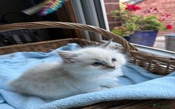 Ragdoll cats for sale: One gorgeous boy,  Luxury pedigree. - Image 19