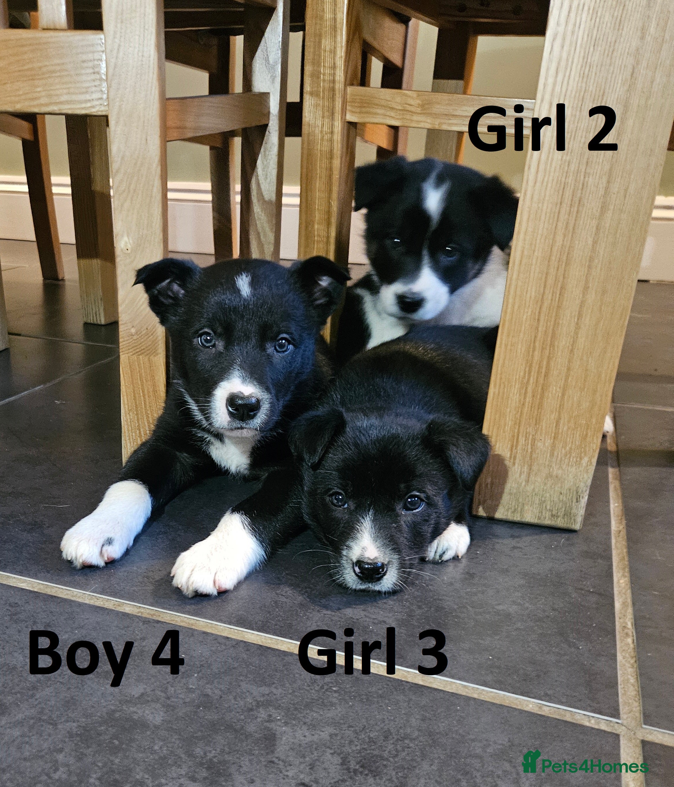 Border Collie dogs Beautiful border collie pups for sale - Advert 3