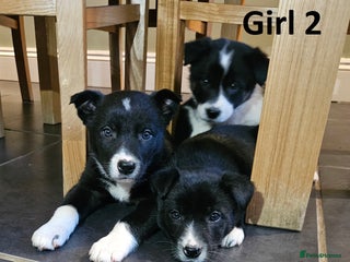 Border Collie dogs Beautiful border collie pups for sale - Advert 8