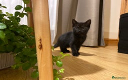 Mixed Breed cats for sale: Four gorgeous kittens  - Image 8