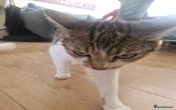 Mixed Breed cats for sale: 2 boys and girls for sale - Image 9