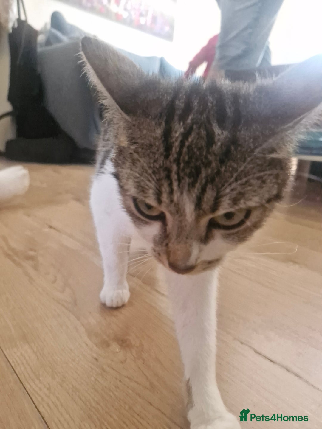 Mixed Breed cats for sale: 2 boys and girls for sale - Image 9