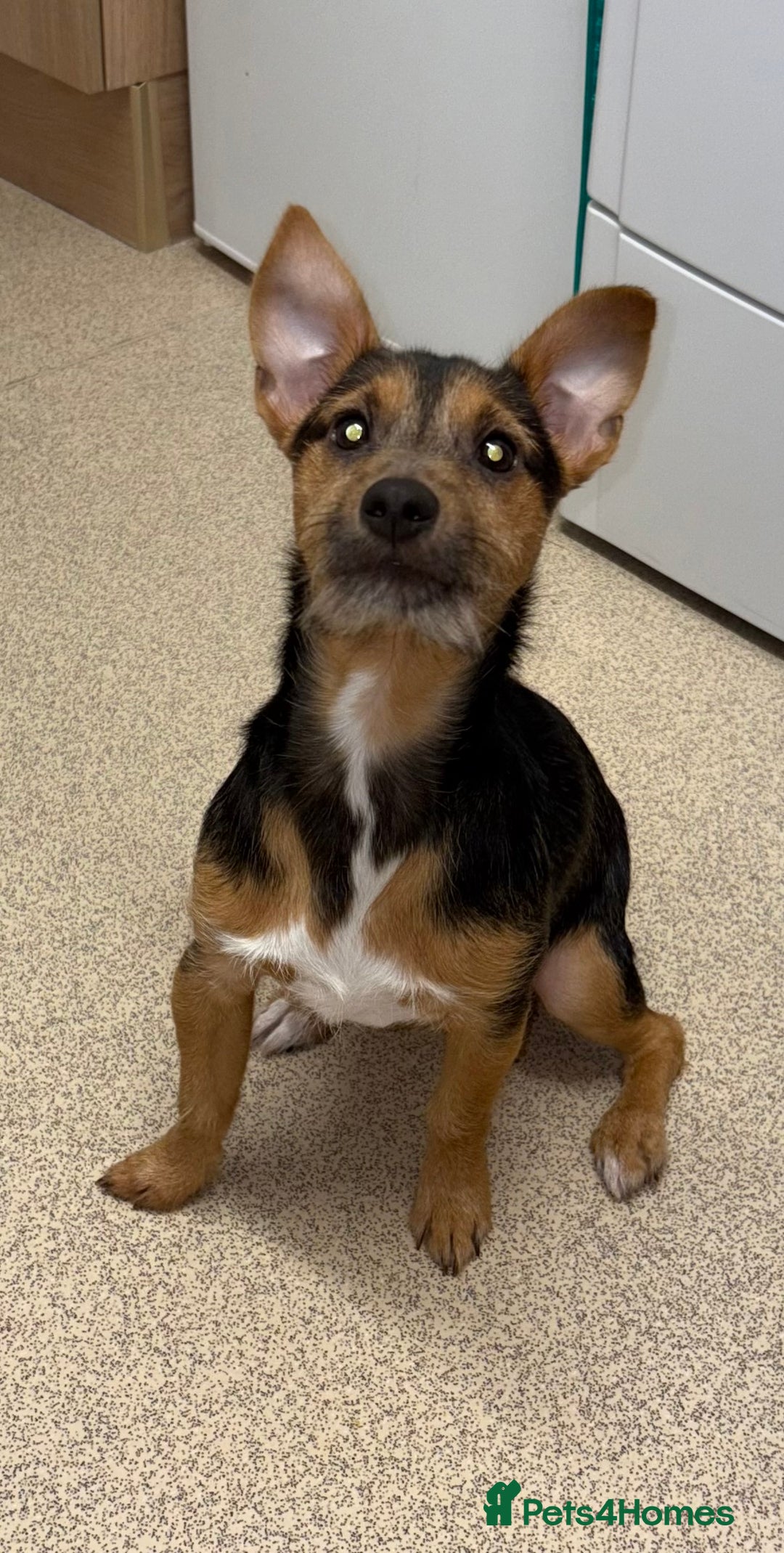 Jack Russell dogs for sale: Jack Russell boy  - Advert 4