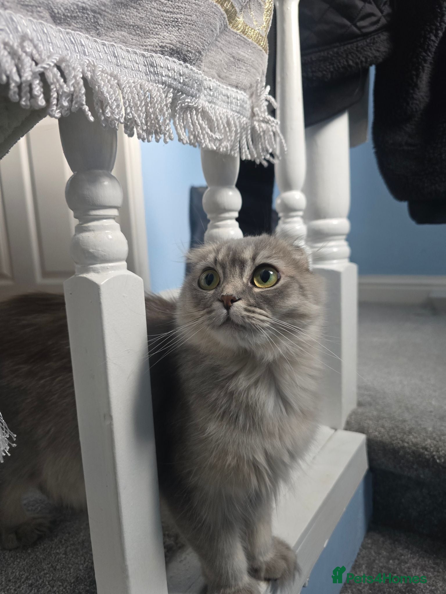Scottish Fold cats Beautiful grey Female Scottish fold  - Advert 5