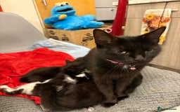 Mixed Breed cats for sale: Kittens  - Image 20