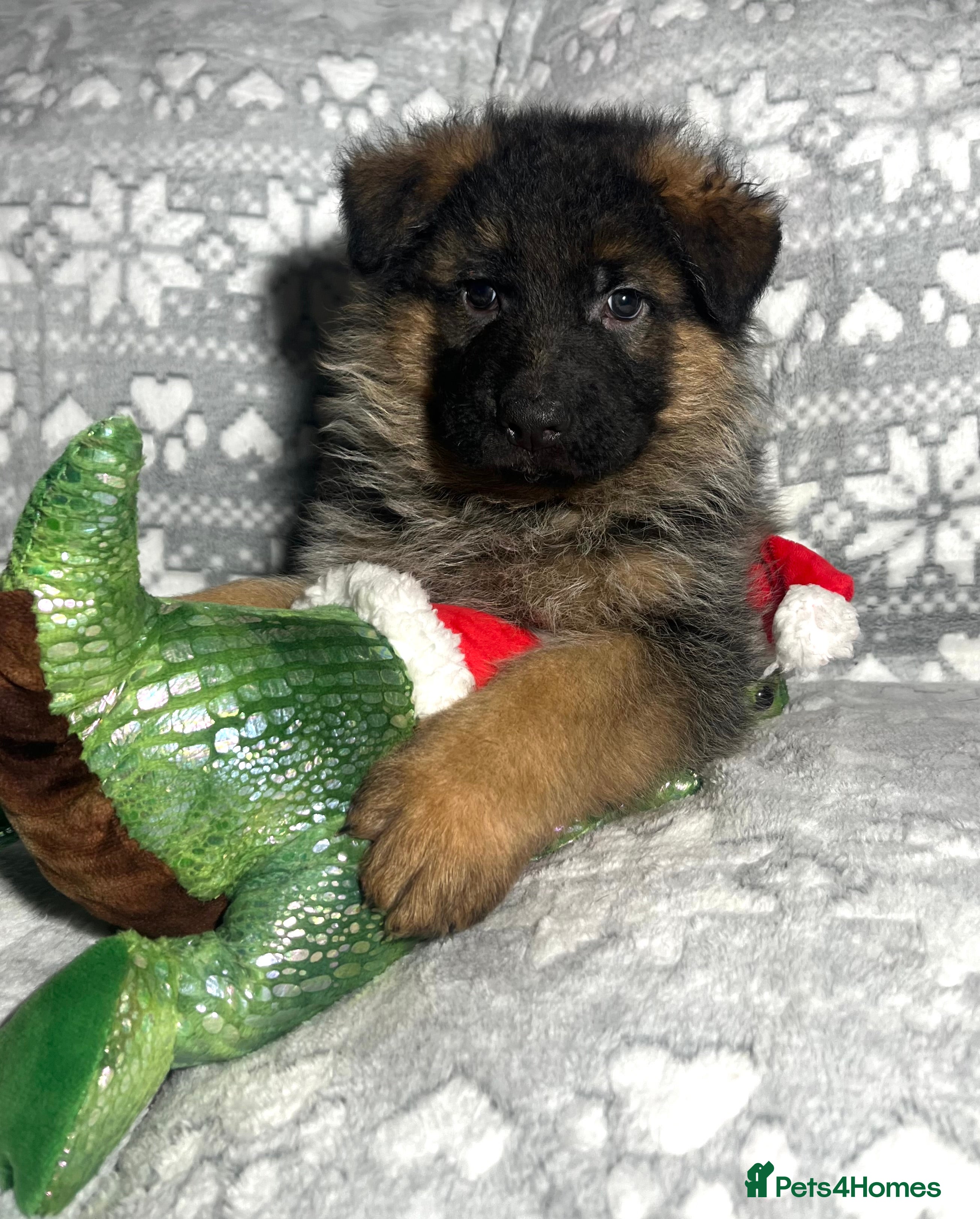 German Shepherd dogs Outstanding long haired Gsd pups  for sale  - Advert 10
