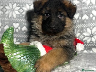 German Shepherd dogs Outstanding long haired Gsd pups for sale - Advert 10