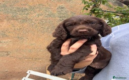 Cocker Spaniel dogs for sale: Last 2 Working Cocker Spaniel Pups - Image 5