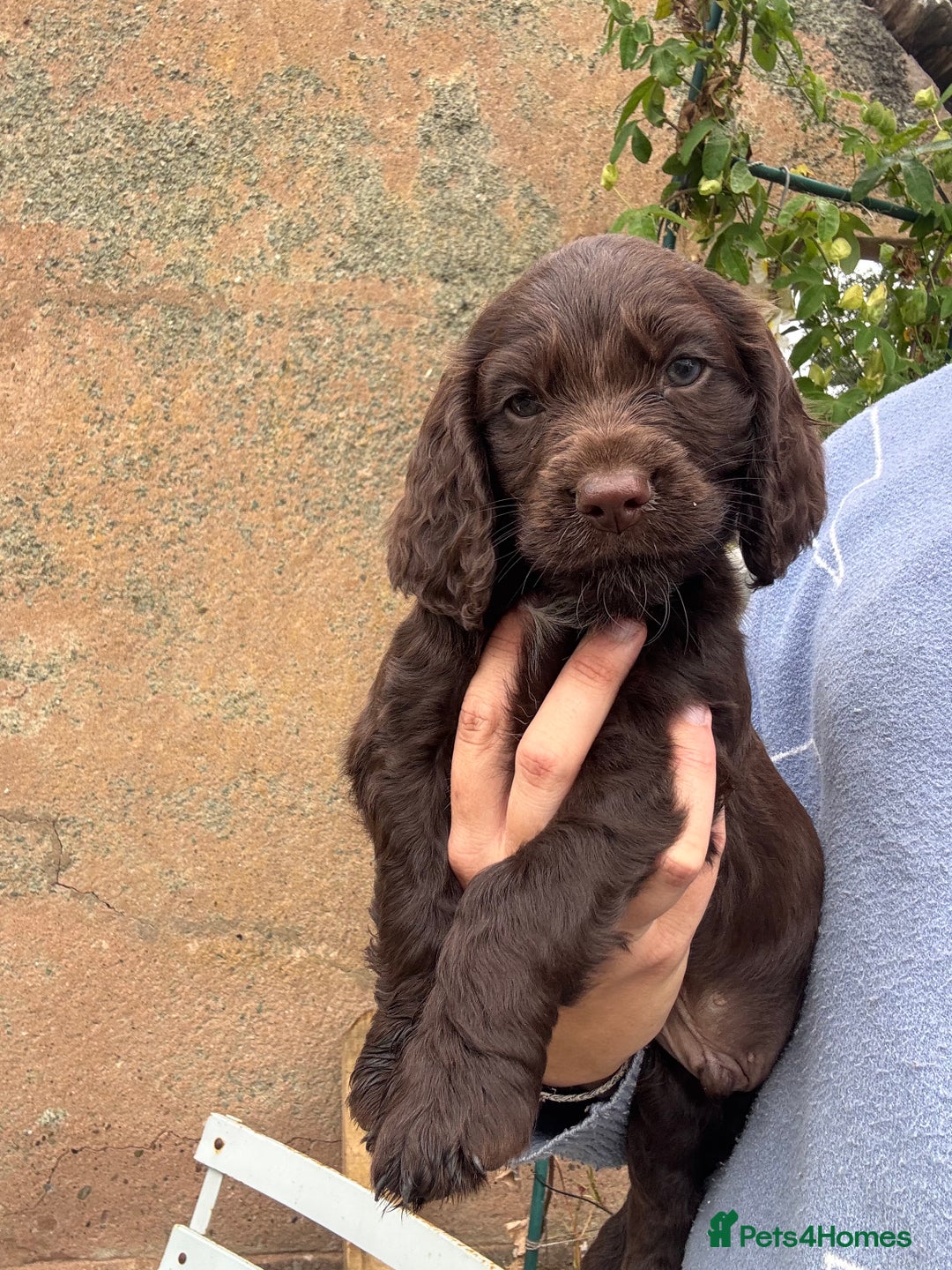 Cocker Spaniel dogs for sale: Last 2 Working Cocker Spaniel Pups - Image 5