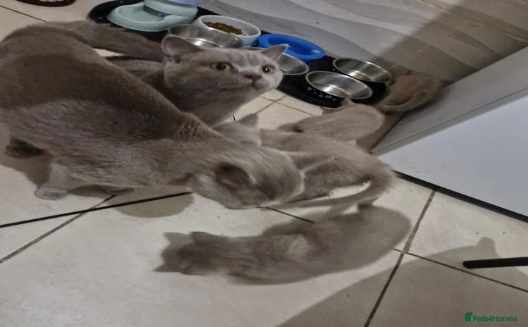 British Shorthair cats - Advert 6