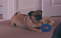 Pug dogs for stud: For Stud - Apricot Fawn Pug Benson. - Image 15