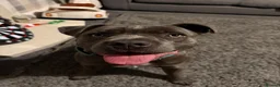 Mixed Breed dogs for sale: Oakley 🐶 Staffy x Cane Corso (11 Months Old) - Advert 2