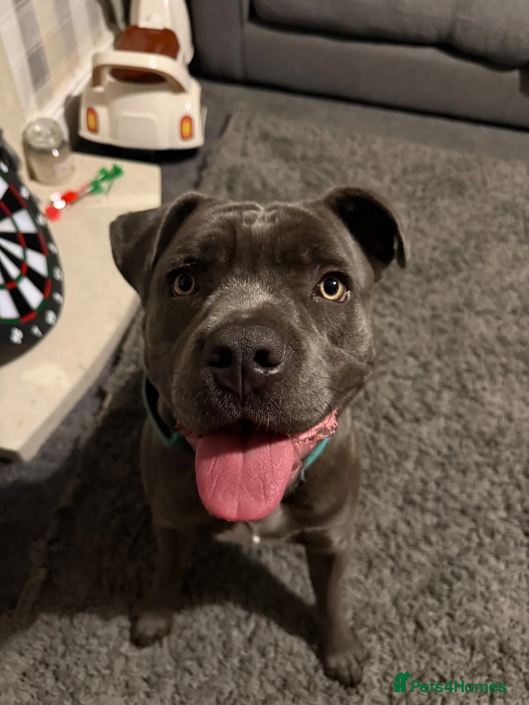 Mixed Breed dogs for sale: Oakley 🐶 Staffy x Cane Corso (11 Months Old) - Advert 2