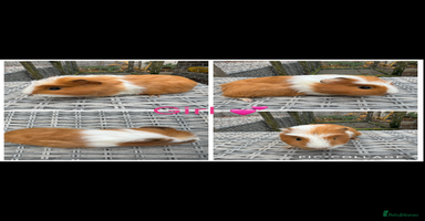 Guinea Pig rodents - Advert 4