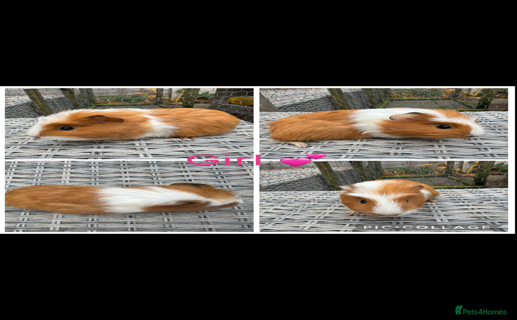 Guinea Pig rodents - Advert 1