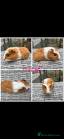 Guinea Pig rodents - Advert 5