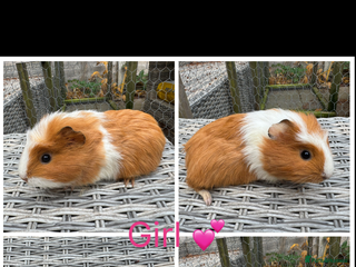 Guinea Pig rodents - Advert 24