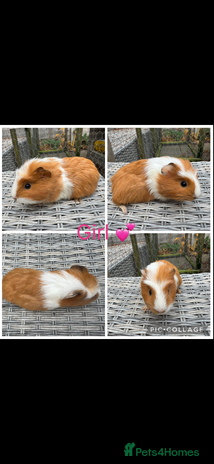 Guinea Pig rodents - Advert 4