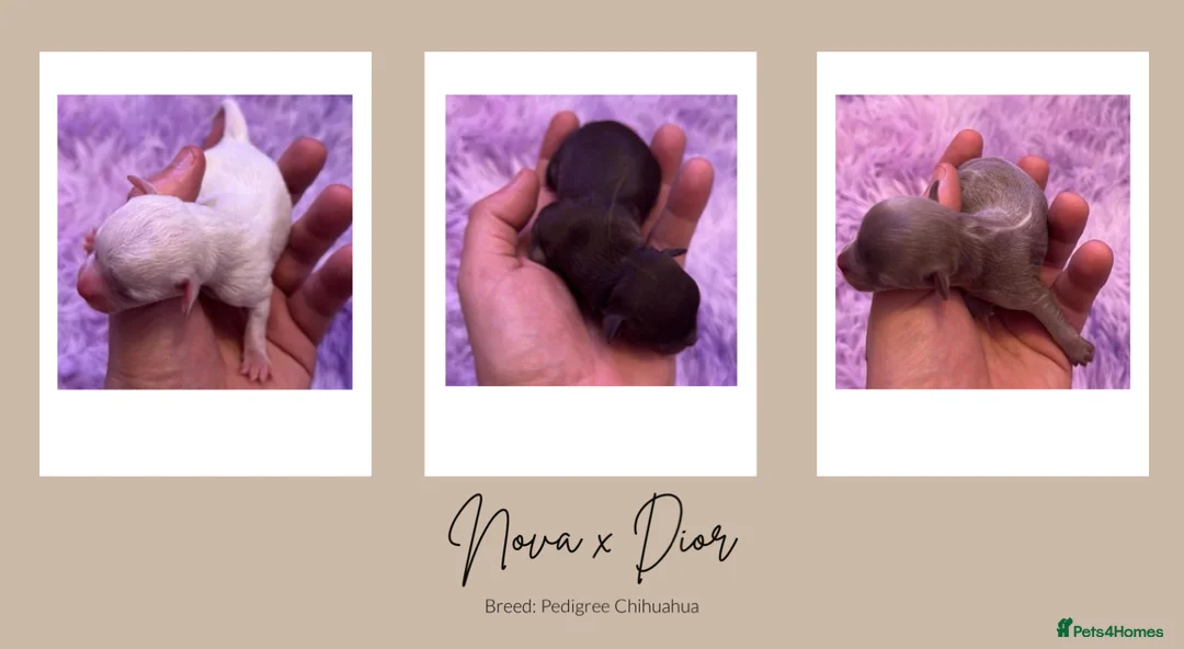 Chihuahua dogs for stud: Unique Chihuahua for Stud 🐾 in Southampton - Advert 20