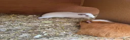 Guinea Pig rodents for sale: 2 Male guinea pigs looking for new home - Advert 1