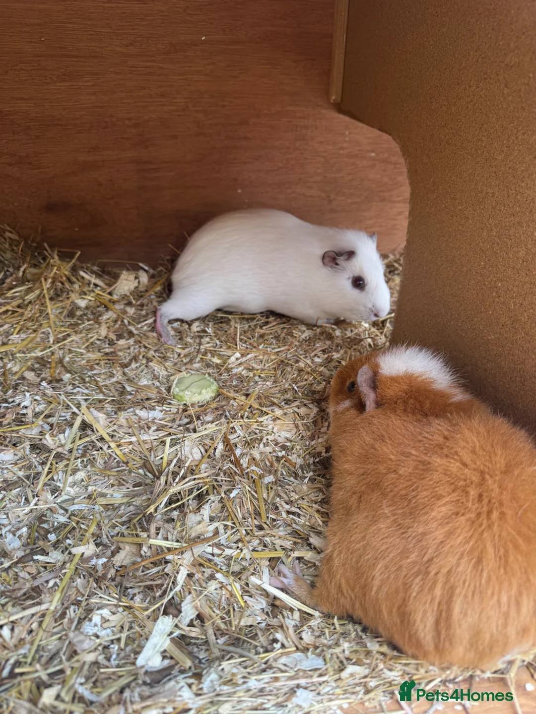 Guinea Pig rodents for sale: 2 Male guinea pigs looking for new home - Advert 1